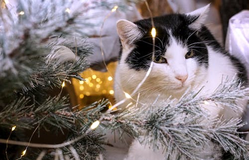 문자열 조명과 함께 크리스마스 트리 옆에 흰색과 검은 색 고양이