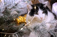 灯光下，可爱的黑白猫在圣诞树旁，营造出节日气氛