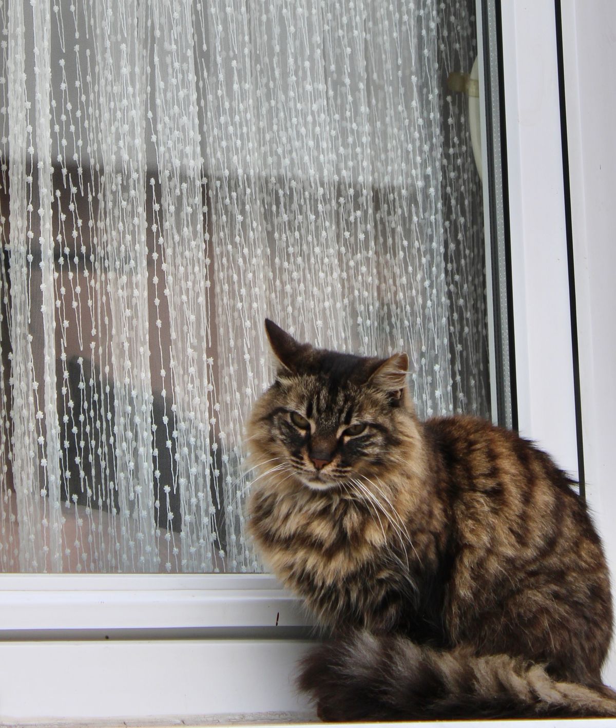 Gato doméstico junto a una ventana mientras permanece tranquilo en casa
