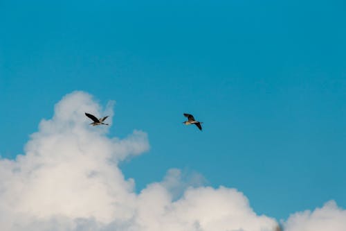 Immagine gratuita di airone cenerino, cielo azzurro, coppia di uccelli