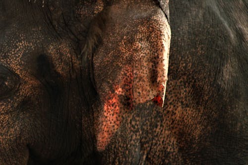 asian elephant ear