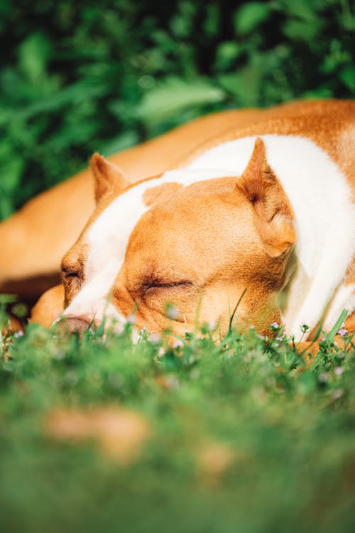 A Dog Sleeping Outdoors 