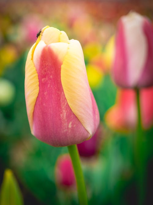 Close up from the beautifull Dutch tulips in spring.