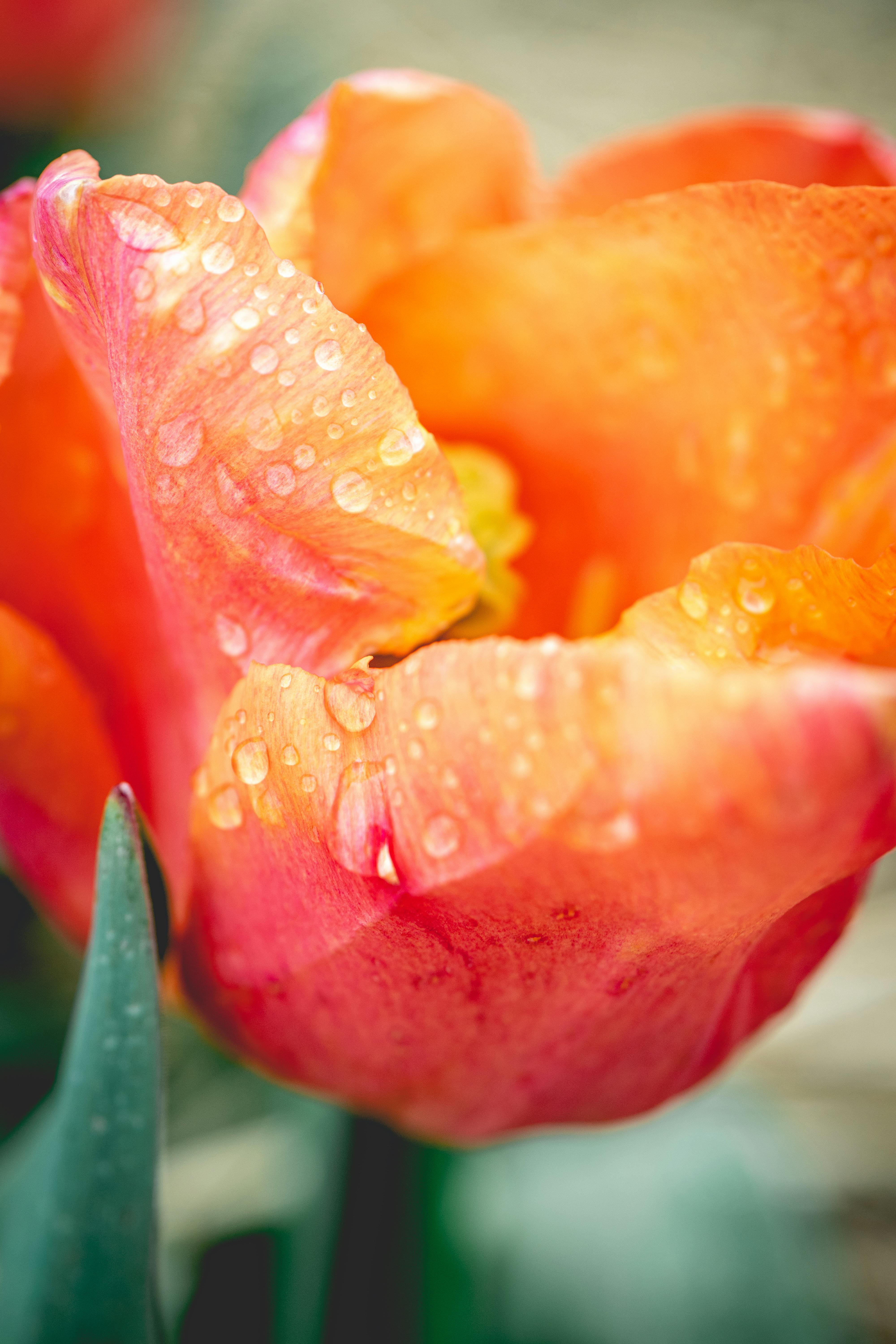 close up from the beautifull dutch tulips in spring