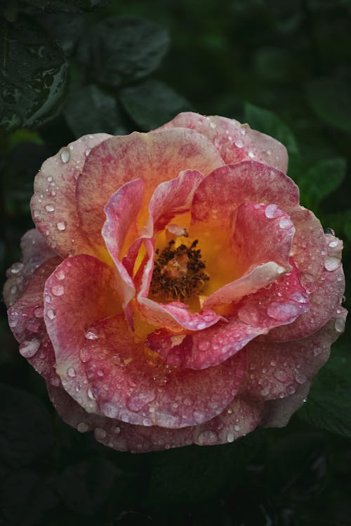 Fotos de stock gratuitas de de cerca, flor, gotas de lluvia