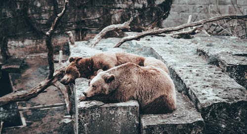 Δωρεάν στοκ φωτογραφιών με αναπαύομαι, αρκούδες, εμπόδια