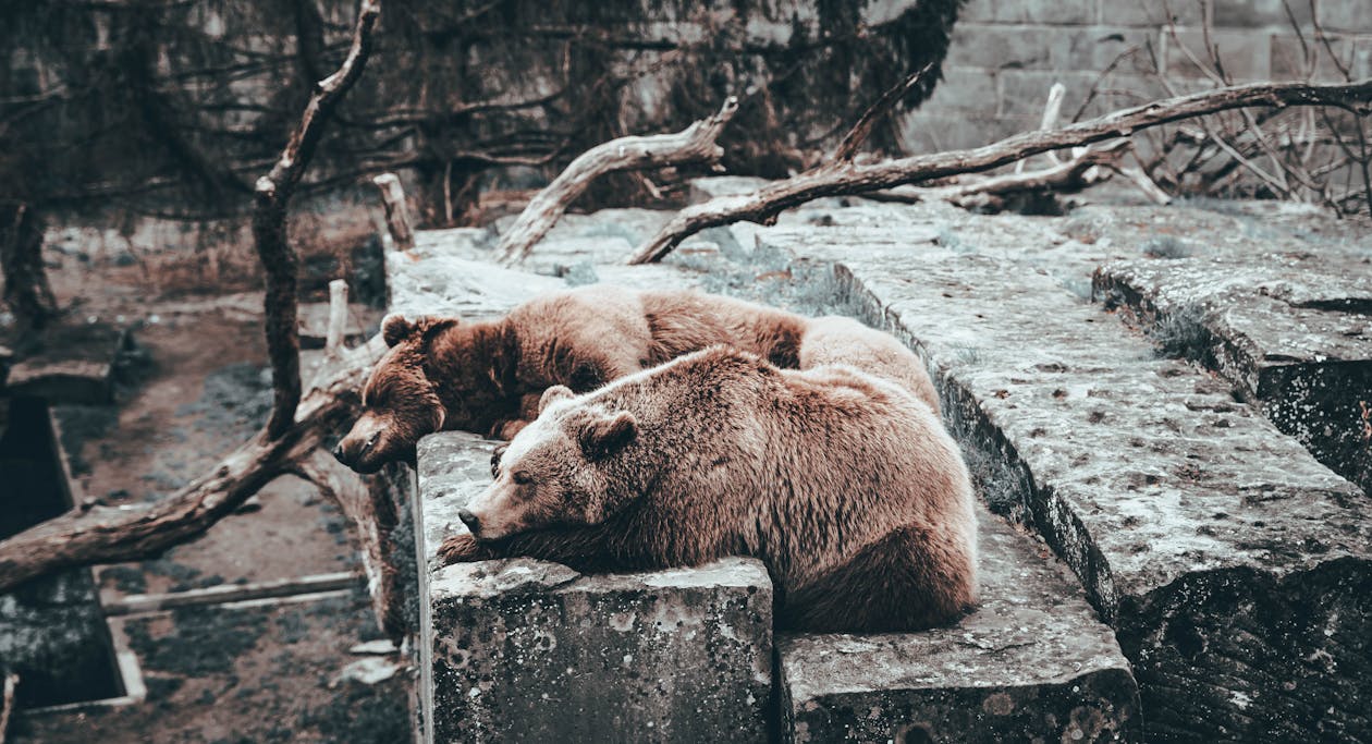 Photos gratuites de animaux, blocs, couché