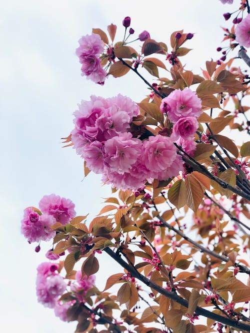 Free Low Angle Shot of Cherry Blossom with Large Pink Flowers Stock Photo