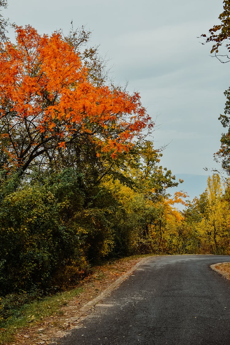 Empty Park Alley In Autumn Sesason