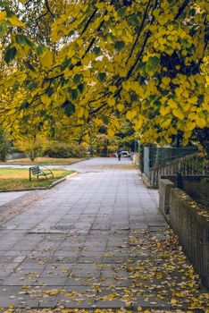 Leaves on Pavement Beside Fence