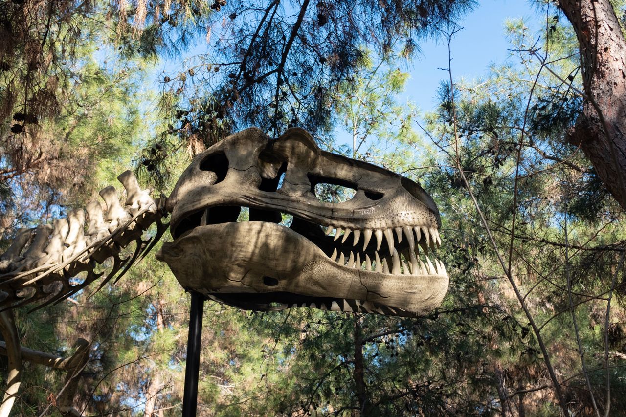 Study Finds Some Sauropod Dinosaurs Could Stand on Hind Legs