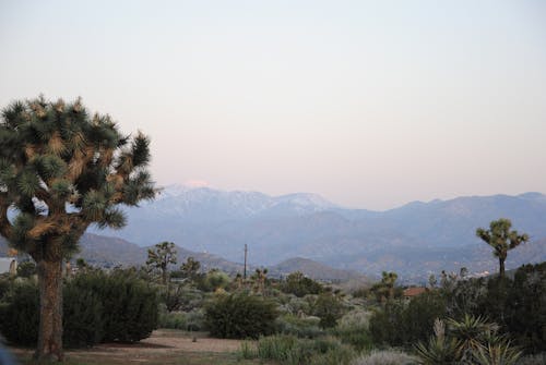 Gratis lagerfoto af bjerge, californien, joshua tree