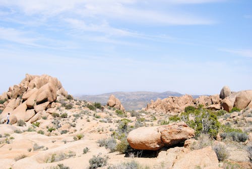 Gratis lagerfoto af joshua tree, joshua tree national park