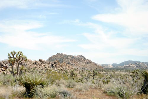 Gratis lagerfoto af joshua tree, joshua tree national park