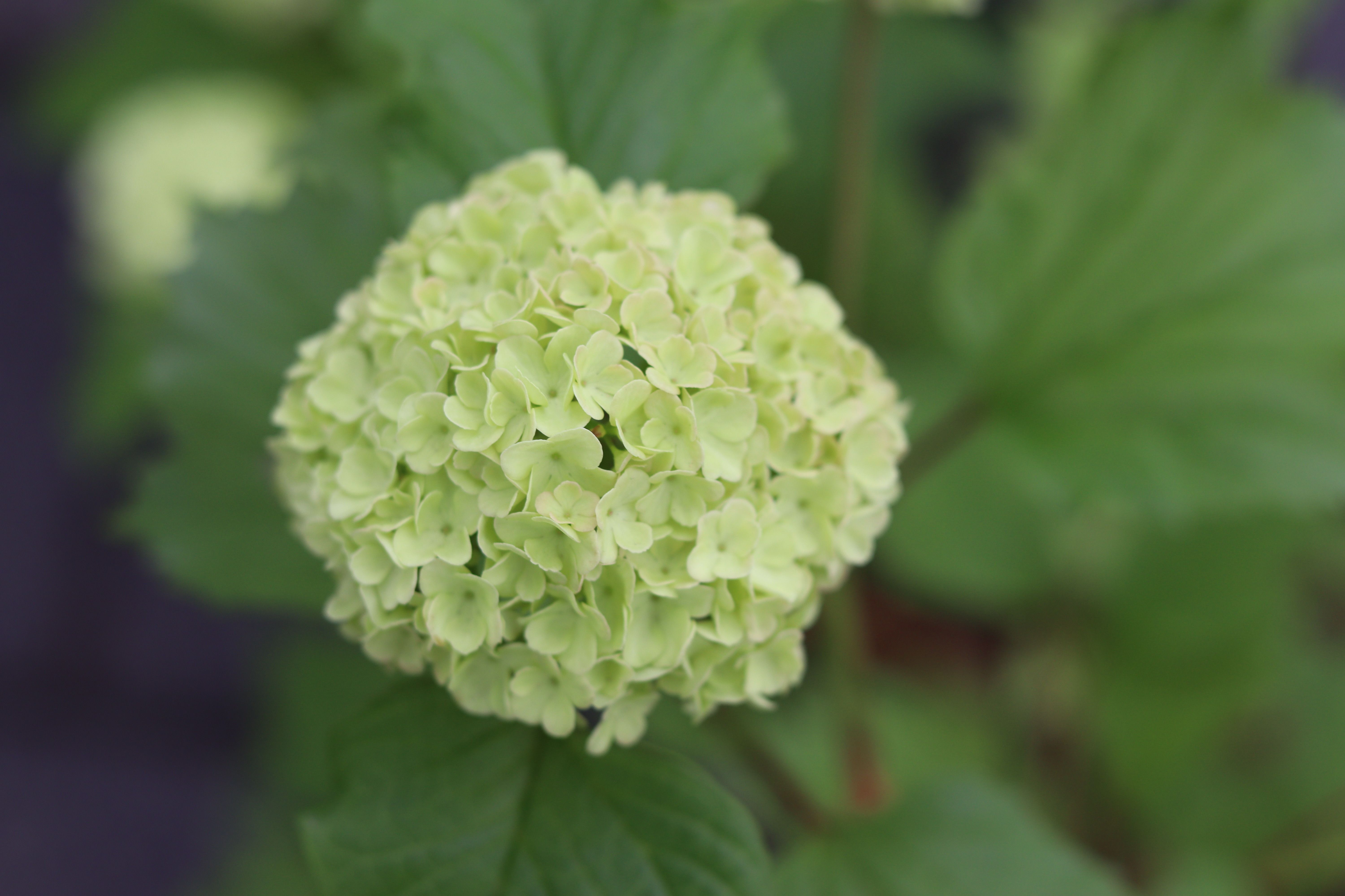 Close up of White Hydrangea · Free Stock Photo