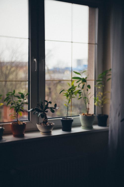 Potted Plants on a Windowsill