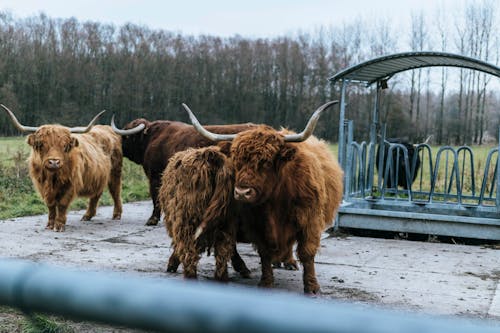Four Brown Yaks Standing Near Shed