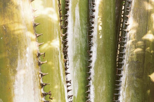 Close up of Cactus Thorns