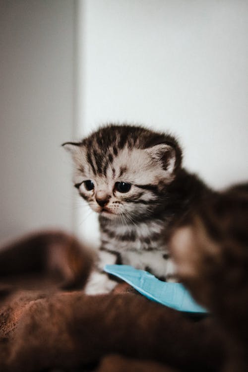 Close up of Kitten Head