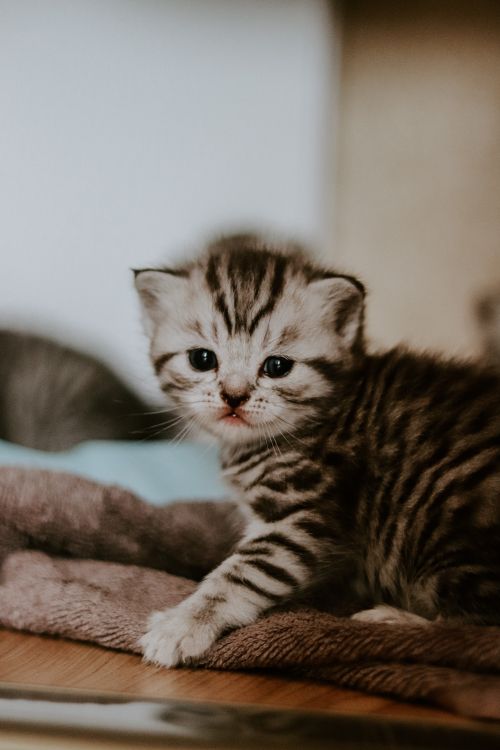Free Cute tabby kitten with stripes resting on a plush blanket indoors, perfect for pet lovers. Stock Photo