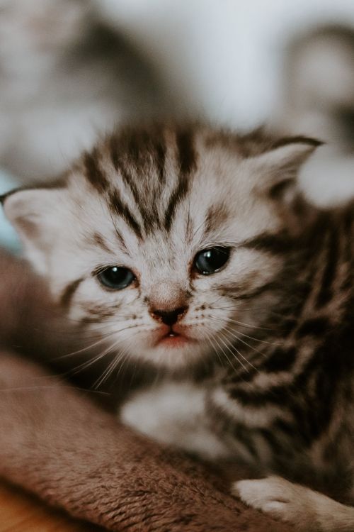 Free Charming close-up of a tabby kitten with striped fur relaxing on a soft blanket. Stock Photo