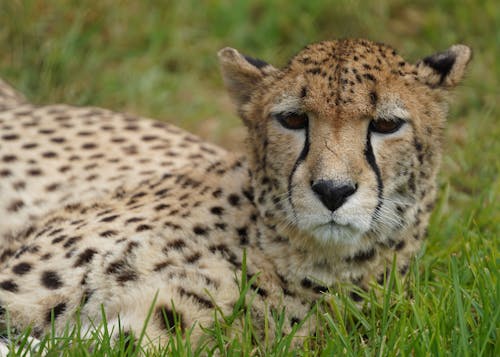 Close up of Cheetah