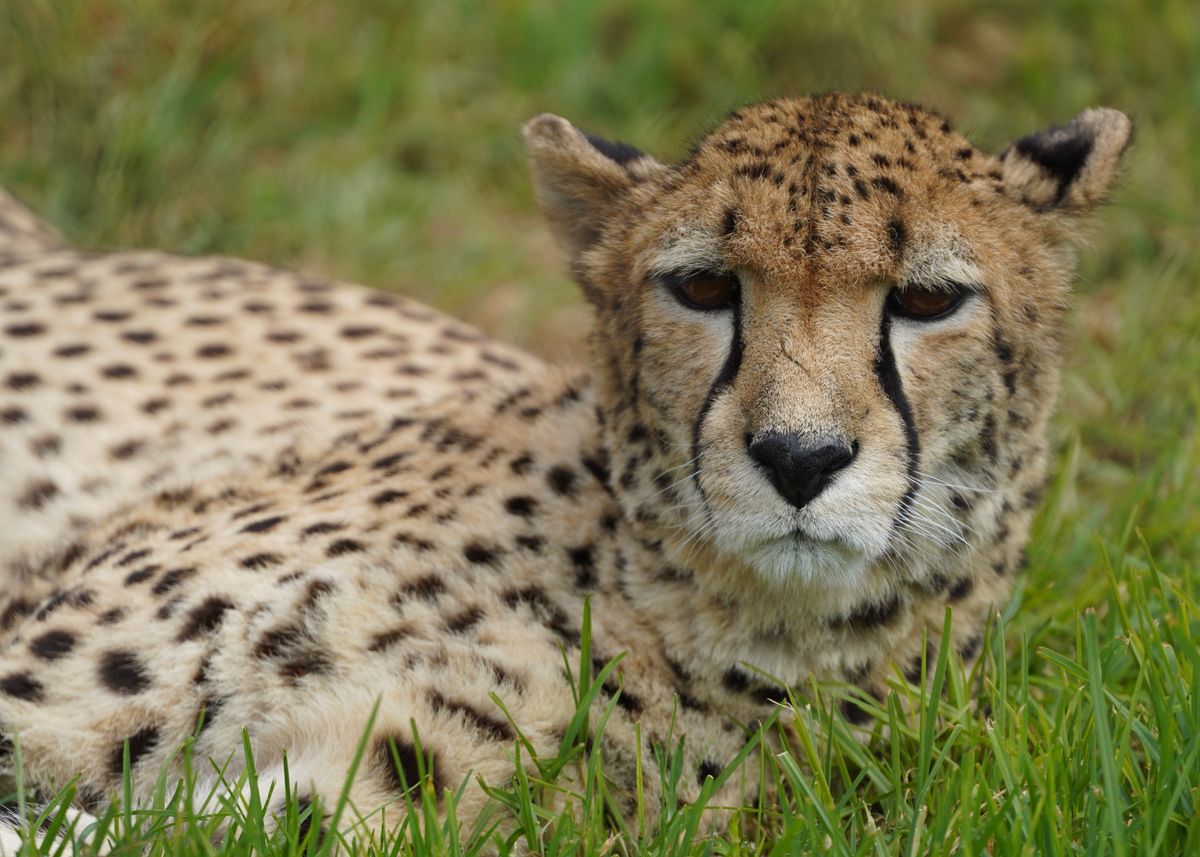 A cheetah watches the plain from the long grass