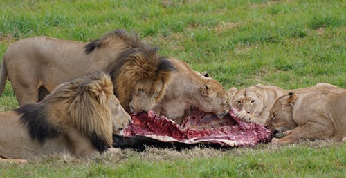 Lions Eating Meat