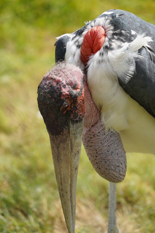 Close up of Marabou Stork