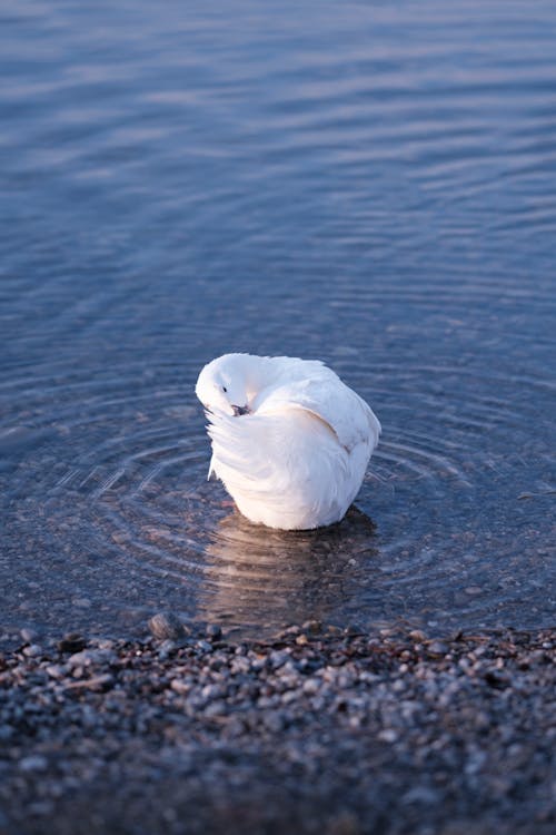 Swan in a Lake 