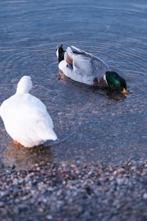 Gratis stockfoto met beesten, detailopname, eenden