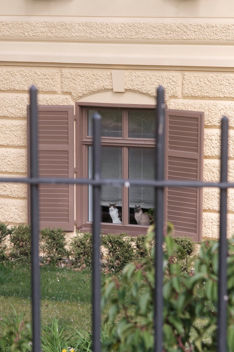 Cats Behind Windows Behind Fence Bars