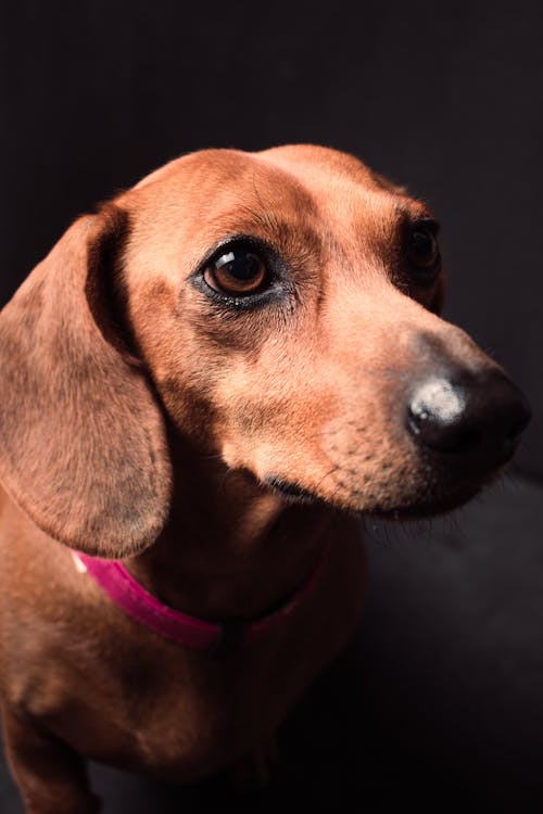 A Brown Dachshund with Pink Collar 