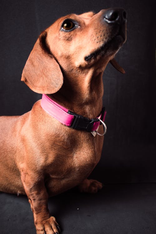 A Brown Dachshund with Pink Collar 