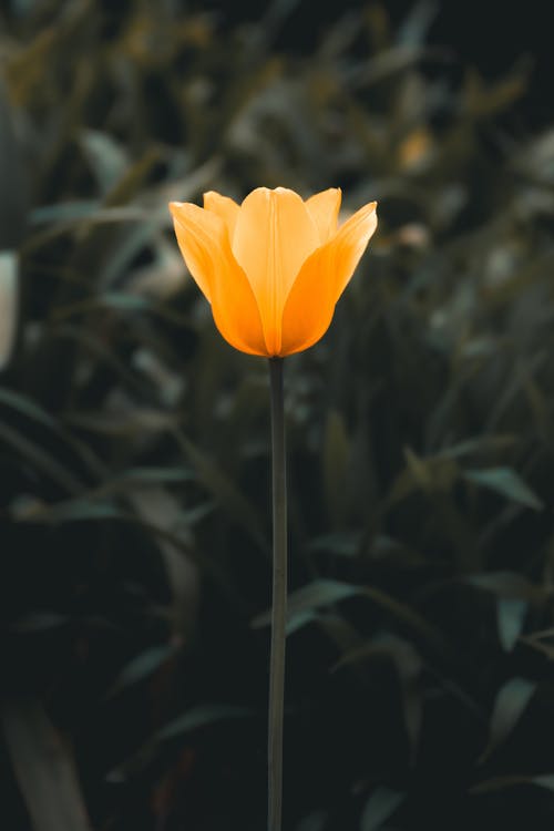 Foto d'estoc gratuïta de enfocament selectiu, flor, groc