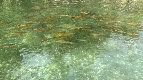 fish battery river green yellow clear transparent water