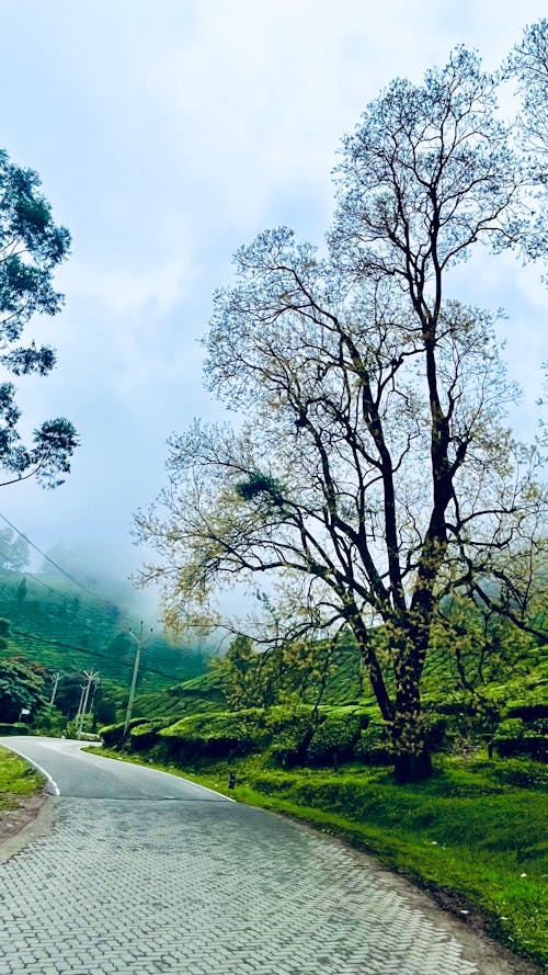Foto profissional grátis de atraente, cenário bonito, floresta nublada