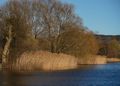 Calm river reeds — photo by Damir K . on Pexels