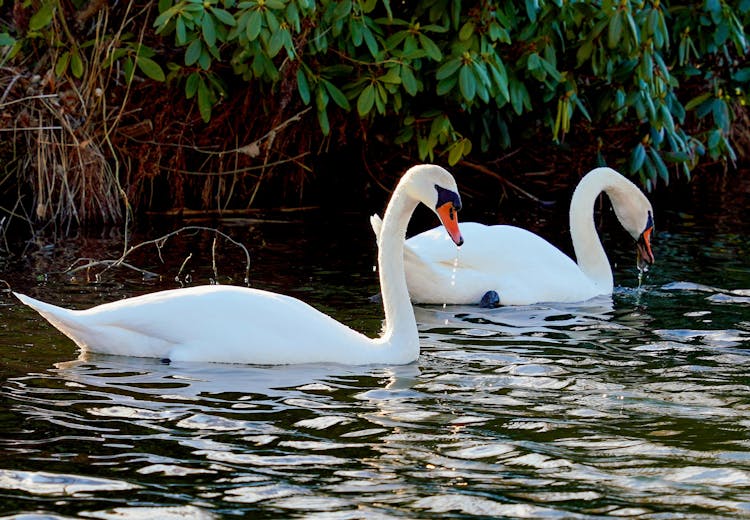 Swans In River