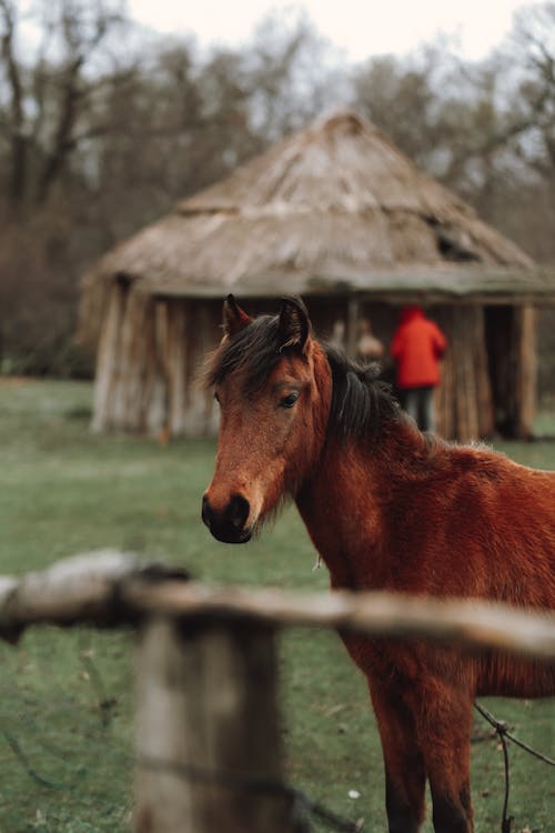 arazi, at, dikey atış içeren Ücretsiz stok fotoğraf