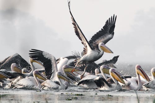 Fotobanka s bezplatnými fotkami na tému dravé vtáky, jazero, kačica