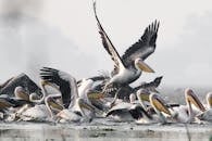 鹈鹕群在飞行和水上的生动场景，展现了野生动物的活力