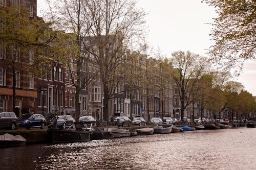 ağaçlar, amsterdam, arabalar içeren Ücretsiz stok fotoğraf