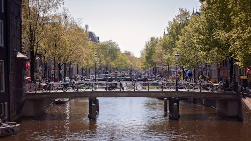 Trees Along the Amsterdam Canal