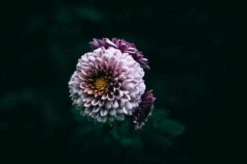 Free Close-up of a light purple chrysanthemum with dark background, highlighting its delicate petals. Stock Photo