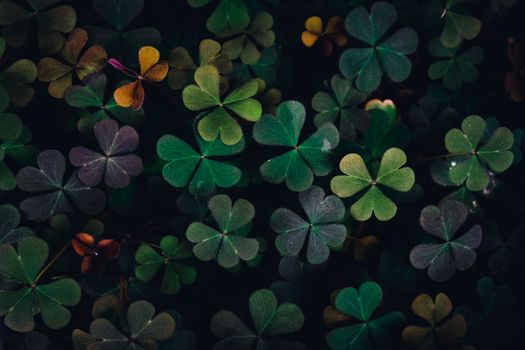 Detailed macro shot of clover leaves with varied hues representing luck and nature's beauty.