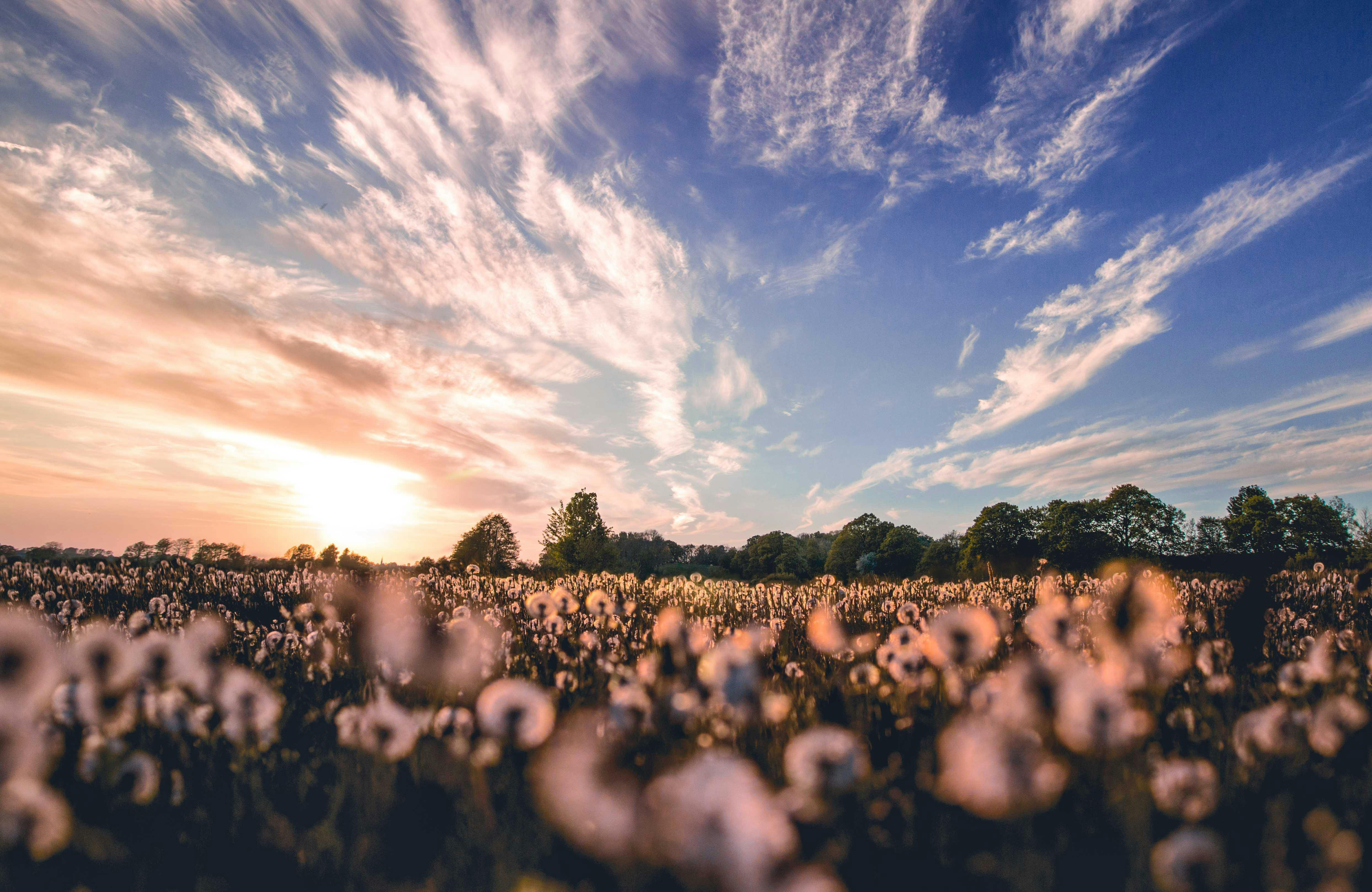 nature photography of flower field