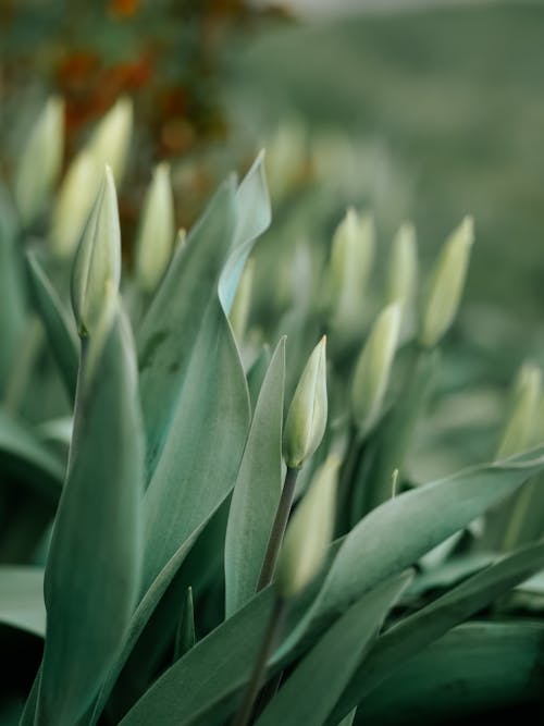Close-up of Developing Tulips 