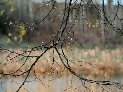 Бесплатное стоковое фото с бутоны, весна, ветви