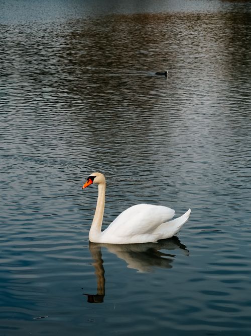 Free A majestic swan gracefully swims in a calm lake, capturing the essence of serene nature. Stock Photo